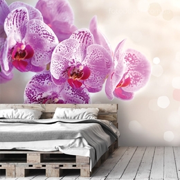 Выбрать фотообои на стену Орхидеи на бежевом фоне в интернет магазине Fotodecor