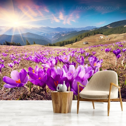 Фотообои для стен Крокусы в Карпатах от студии интерьерного декора Fotodecor