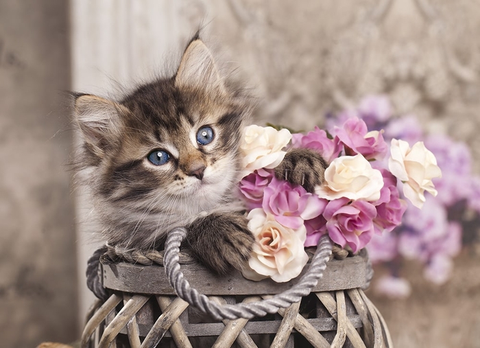 Фотошпалери на стіну Котик та квіти вибрати в магазині Fotodecor