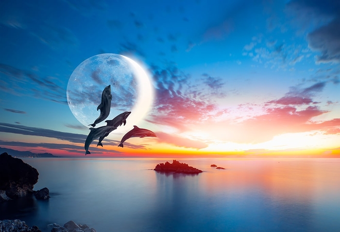 Фотообои на стену Дельфины и море выбрать в магазине Fotodecor