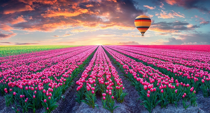 Фотообои на стену Поле тюльпанов выбрать в магазине Fotodecor