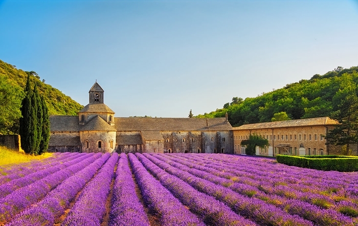 Фотошпалери на стіну Лавандове поле вибрати в магазині Fotodecor
