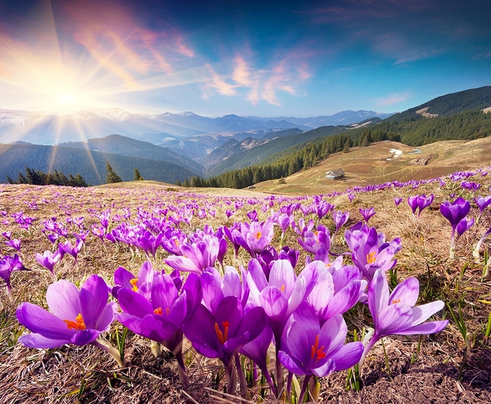 Фотообои на стену Крокусы в Карпатах выбрать в магазине Fotodecor