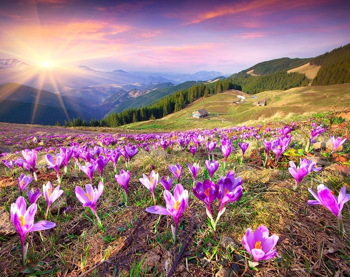 Фотообои на стену Крокусы в горах выбрать в магазине Fotodecor